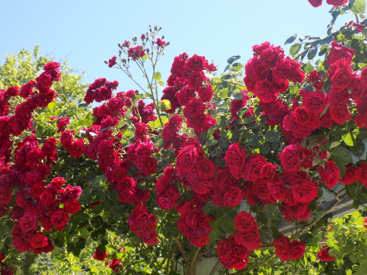 Des Roses Hotel Platanias  Eksteriør bilde